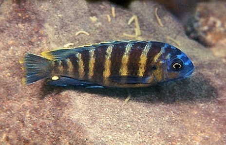 Tropheops sp. 'boadzulu' Makokola Reef